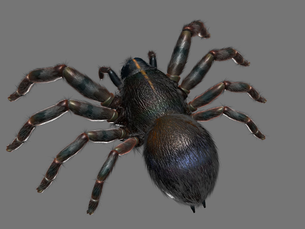 蜘蛛3D模型 3d模型下載,3d模型庫免費下載,3d模型庫,3d模型制作