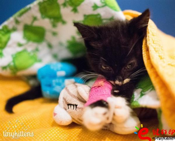 [好有愛]3D打印助殘疾貓咪恢復(fù)行動(dòng)自由 3D打印貓咪專用輪椅