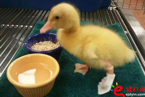 3D打印幫助小鴨獲得重生