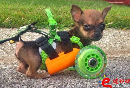 3D打印幫助小狗獲得重生