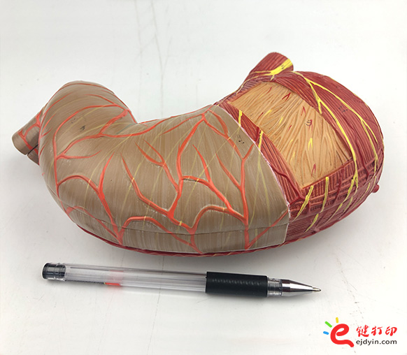 人體胃部復(fù)模手板1